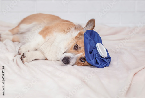 Canvas Print portrait of a cute sick puppy of a red dog Corgi is lying on a white blanket wit