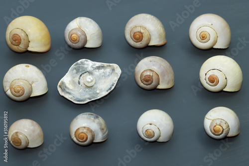 sea shells on grey background