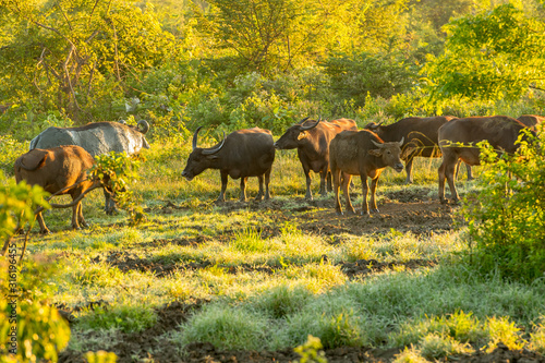 Water buffalo in the Udawalawe National Park on Sri Lanka. photo