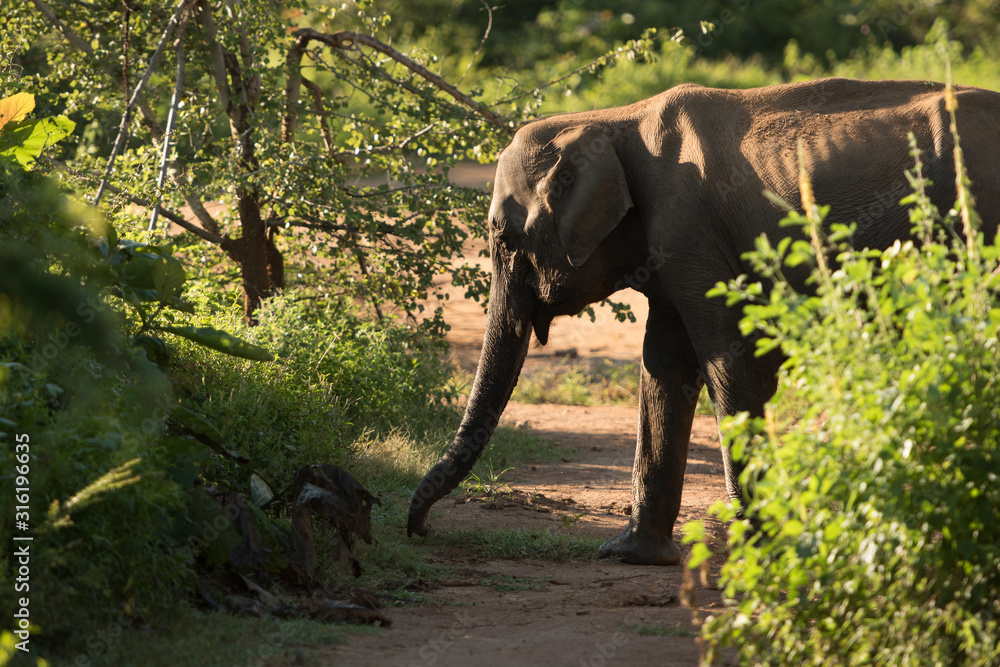 Fototapeta premium Herds of Elephants in the Udawalawe National Park on Sri Lanka.