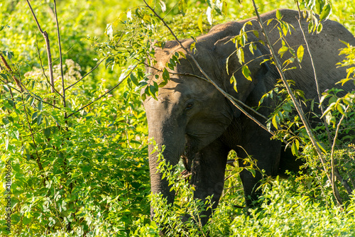 Herds of Elephants in the Udawalawe National Park on Sri Lanka. photo