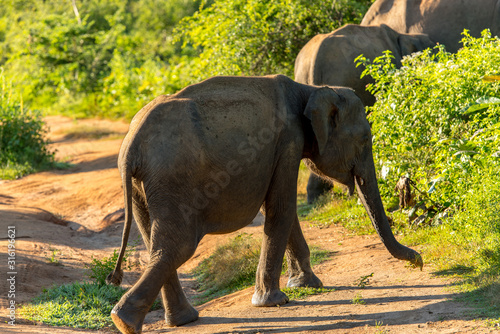 Herds of Elephants in the Udawalawe National Park on Sri Lanka. © martinscphoto