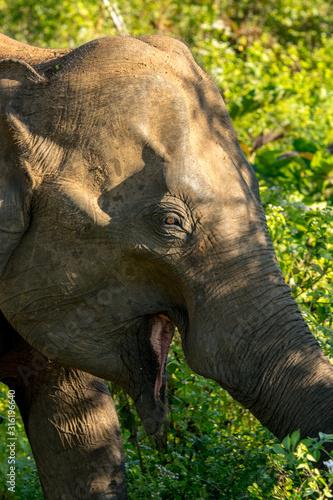 Herds of Elephants in the Udawalawe National Park on Sri Lanka. photo