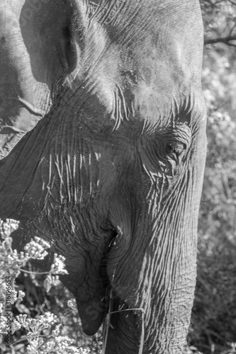 Herds of Elephants in the Udawalawe National Park on Sri Lanka. photo