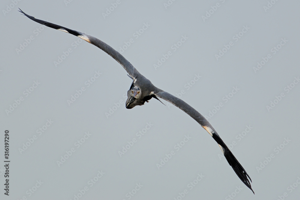 Graureiher Ardea cinerea Graureiher Ardea cinerea