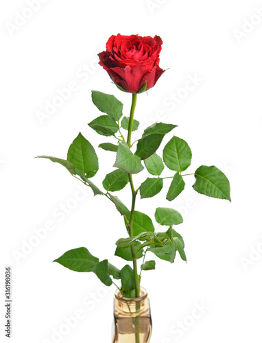 Vase with beautiful rose flower on white background