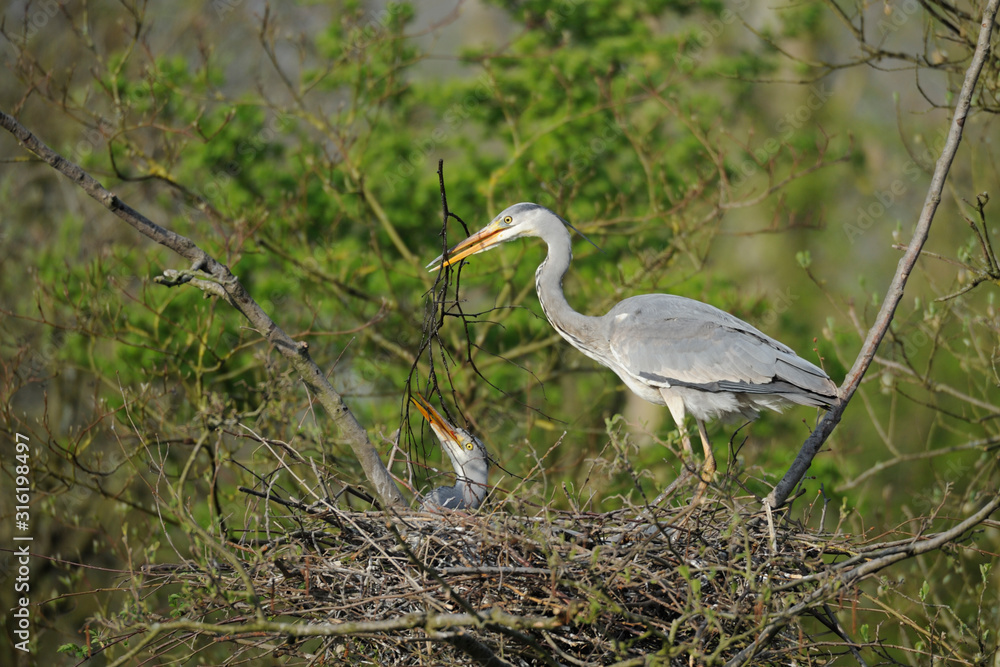 Fototapeta premium Graureiher Ardea cinerea