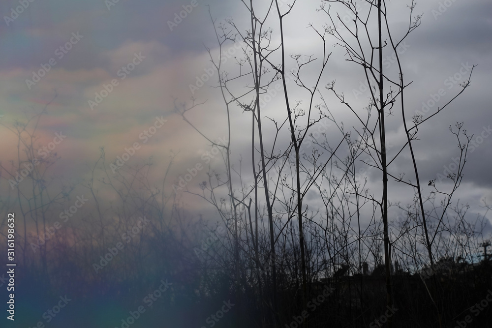 withered fennel plants blur withered fennel plants blur