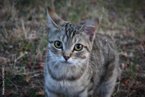 Wallpaper Mural Cat is looking to you as it is asking for something Torontodigital.ca