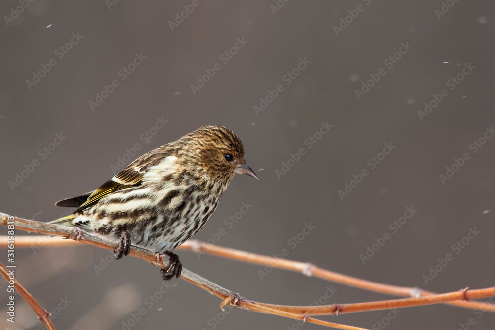 Fototapeta premium Pine Siskin, Spinus pinus, in snow