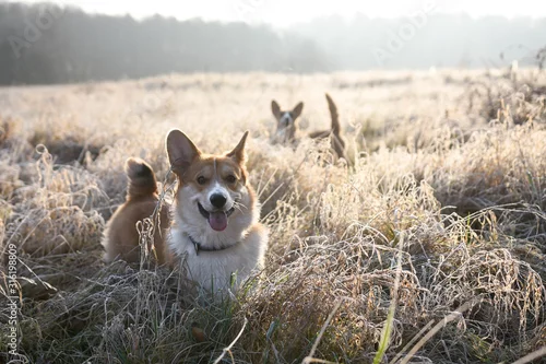 Fototapeta na wymiar welsh corgi pembroke psy na porannym spacerze