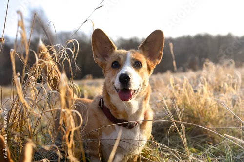 Obraz welsh corgi pembroke psy na porannym spacerze