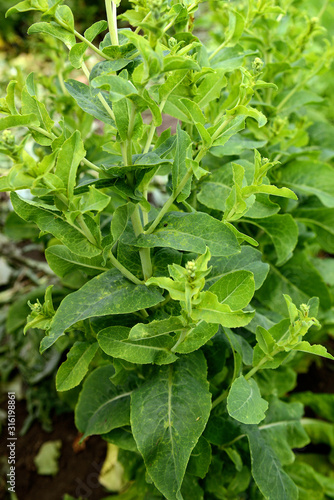 Fresh lettuce grows in the garden on a Sunny summer day. The texture of the greens.