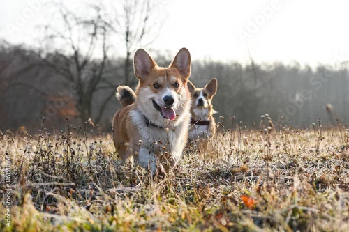 Tapety welsh corgi pembroke psy na porannym spacerze