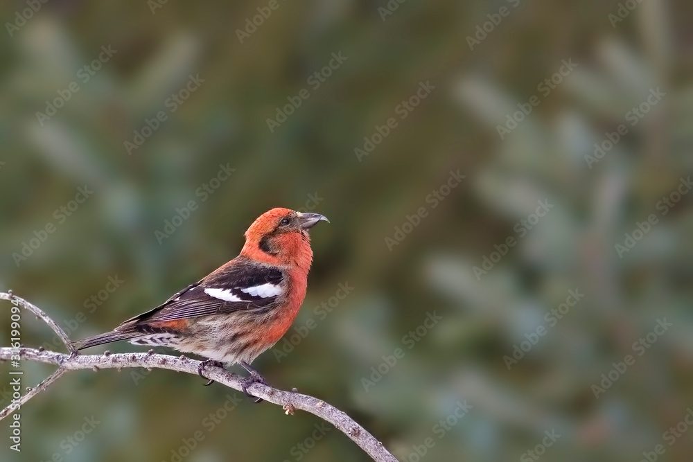 Male White-winged Crossbill, Loxia leucoptera, perched Male White-winged Crossbill, Loxia leucoptera, perched