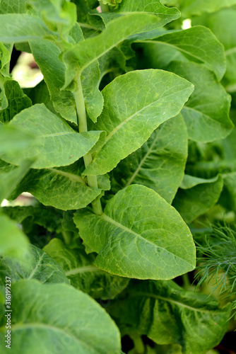 Fresh salad grows in the garden on a sunny summer day close-up. The texture of greenery.