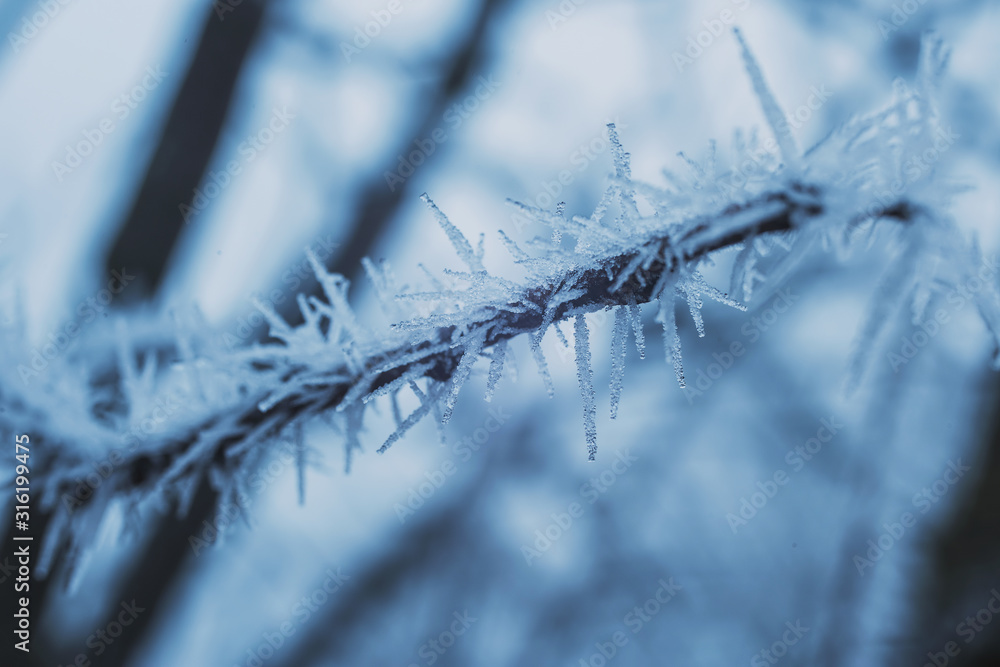 Trees and greenery covered with ice crystals in the form of icicles. Frosts with frost loss Trees and greenery covered with ice crystals in the form of icicles. Frosts with frost loss