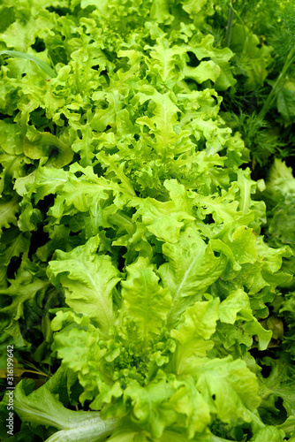 Fresh lettuce grows in the garden on a sunny summer day. The texture of greenery.