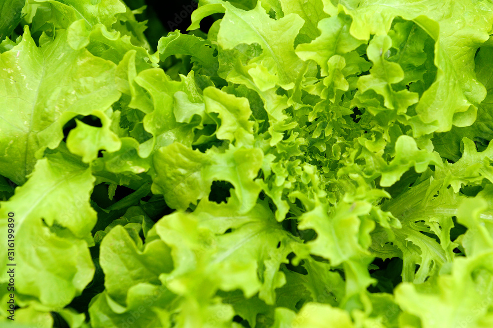 Fresh lettuce grows in the garden on a sunny summer day. The texture of greenery. Fresh lettuce grows in the garden on a sunny summer day. The texture of greenery.