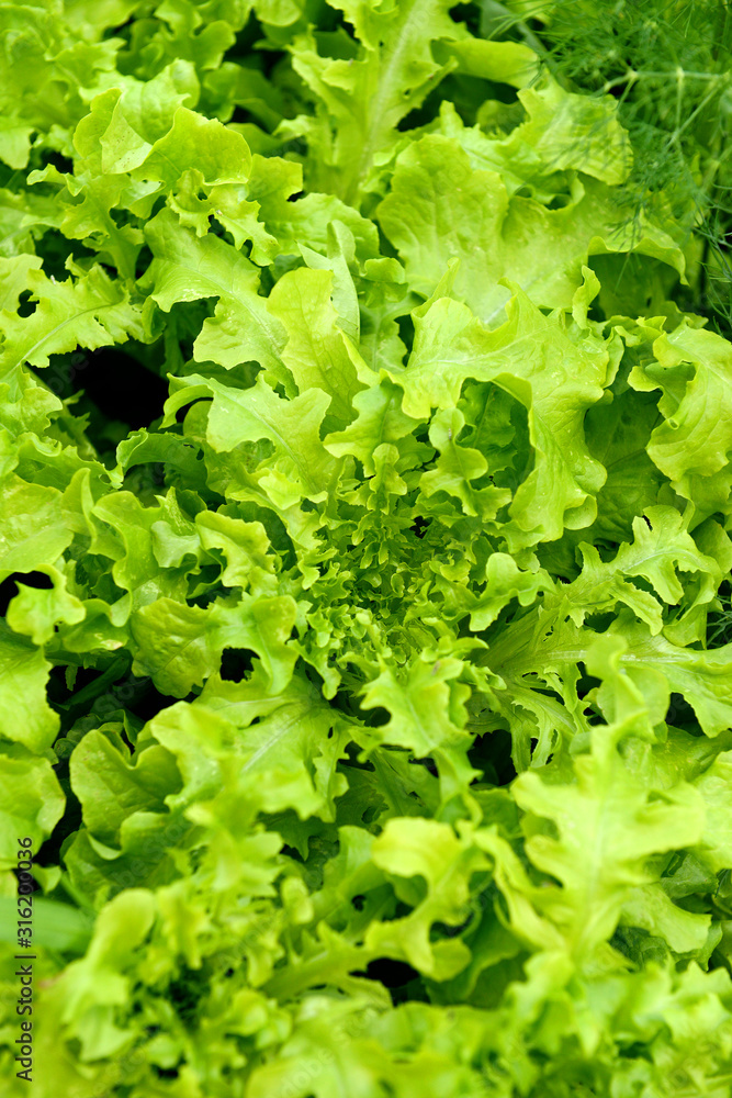 Fresh lettuce grows in the garden on a sunny summer day. The texture of greenery. Fresh lettuce grows in the garden on a sunny summer day. The texture of greenery.