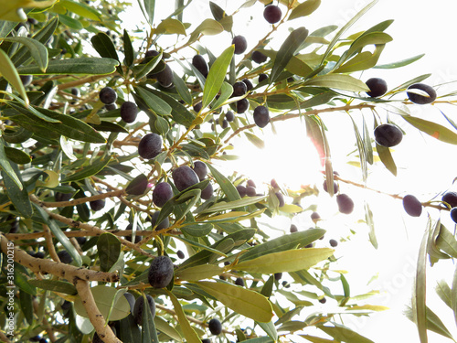 many black olives in tree photo