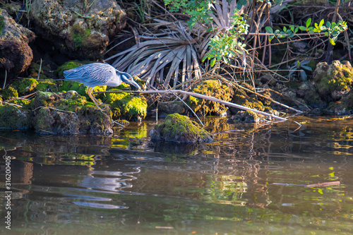 A beautiful Yellow-crowned Night Heron (nyctanassa violacea) perched on moss-covered rocks, hunts for fish on a Florida river bank. photo