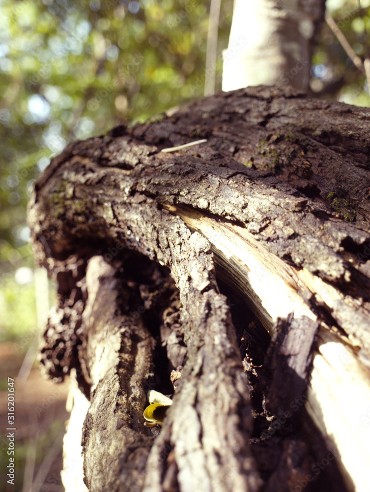 Trunk Trunk