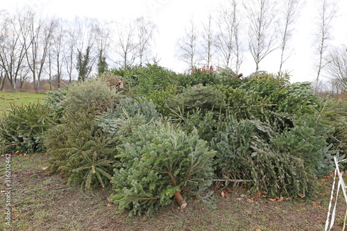 Alte Weihnachtsbäume gesammelt auf einem Berg