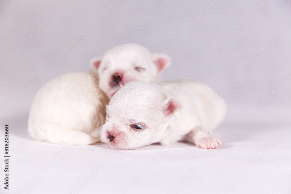 New born puppy dog. Maltese puppy on the sleeping. Selective focus on the face with blurred background New born puppy dog. Maltese puppy on the sleeping. Selective focus on the face with blurred background