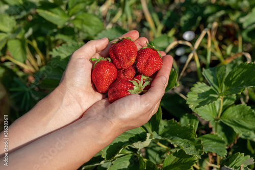 Woman hands holding fresh strawberries in garden