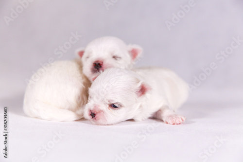 New born puppy dog. Maltese puppy on the sleeping. Selective focus on the face with blurred background © monster_code
