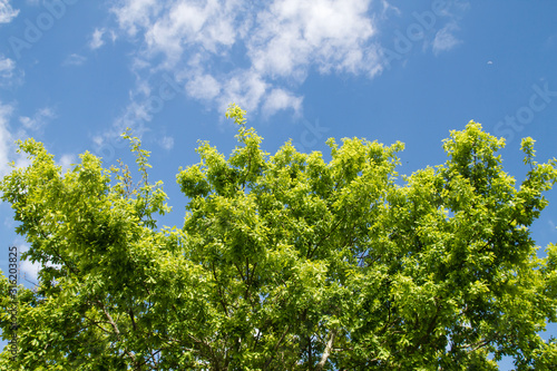 Oak tree fresh green springtime foliage