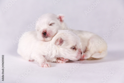 New born puppy dog. Maltese puppy on the sleeping. Selective focus on the face with blurred background