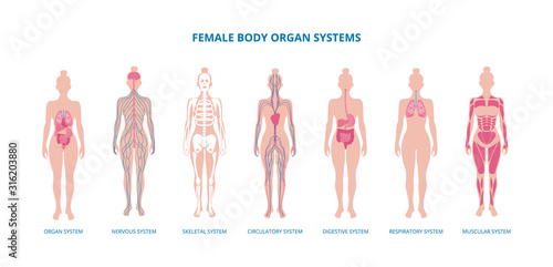Female body biological infographic set flat vector illustration isolated.