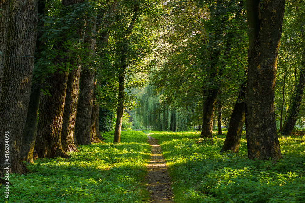 fairy tale forest outdoor park nature scenery landscape of path alley way place for walking in morning fresh weather time with sun rays through tree branches - obrazy, fototapety, plakaty 