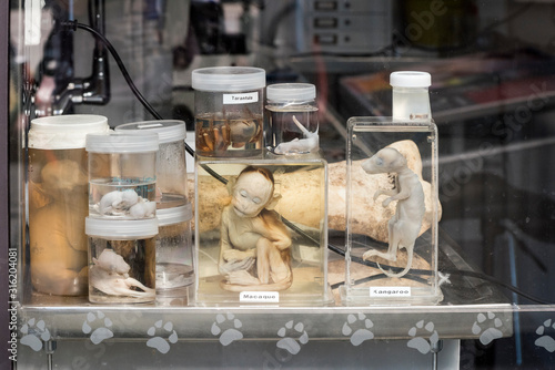 Tableau sur toile Various Animals in Formaldehyde
