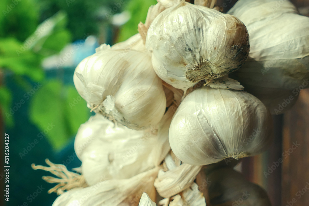 Obraz premium Close up of bunch of white garlic (Allium sativum. Harvest time.) drying on wooden background. Hanging to dry. Pile of garlic bulbs hangs on old barn. Rich in vitamins. Cure for common cold and flu