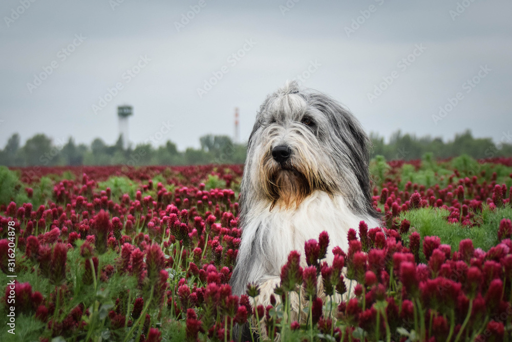 Portrait of bearded collie, who is watching on birds on the sky.
