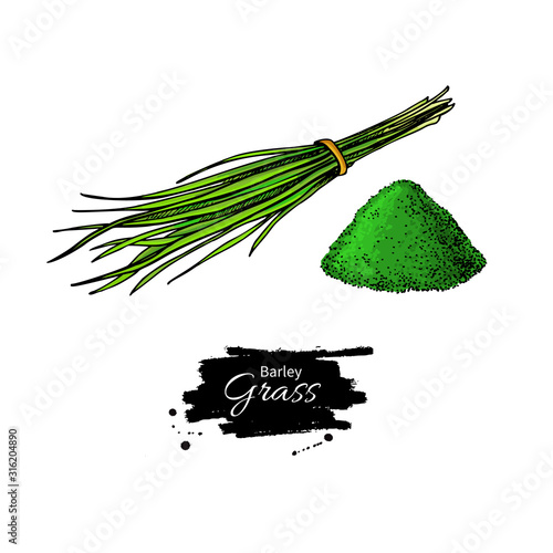 Barley grass and powder vector superfood drawing. Isolated hand drawn illustration