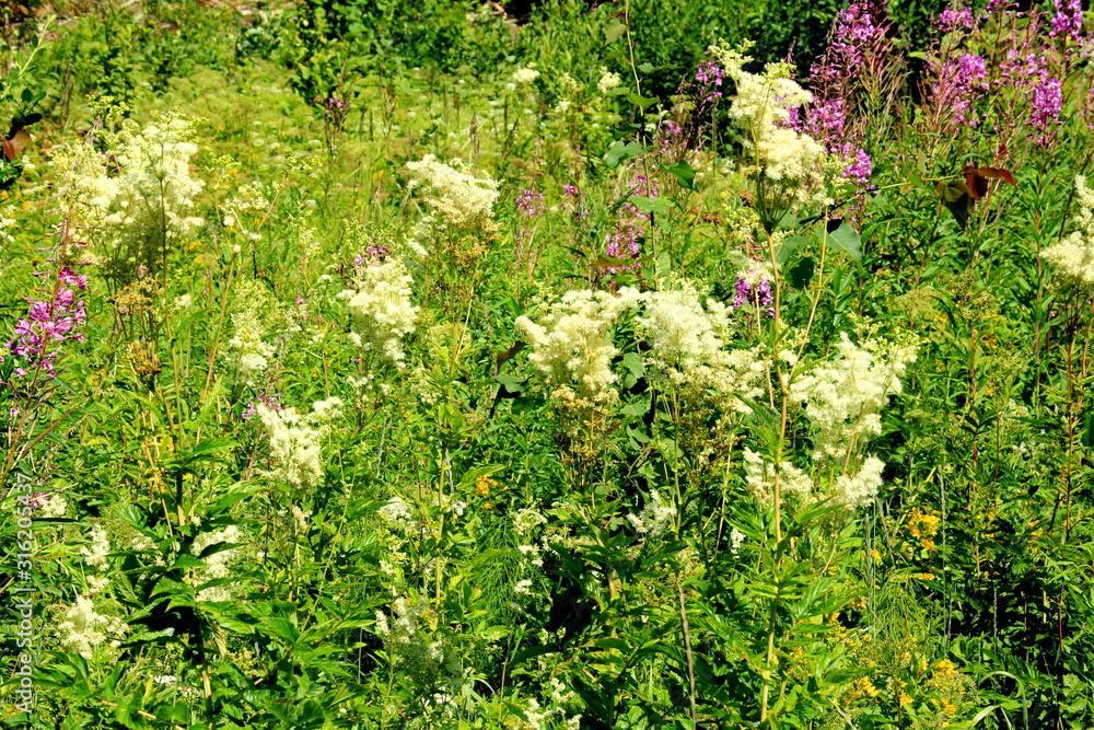 Filipendula ulmaria, meadowsweet flowers in a meadow 