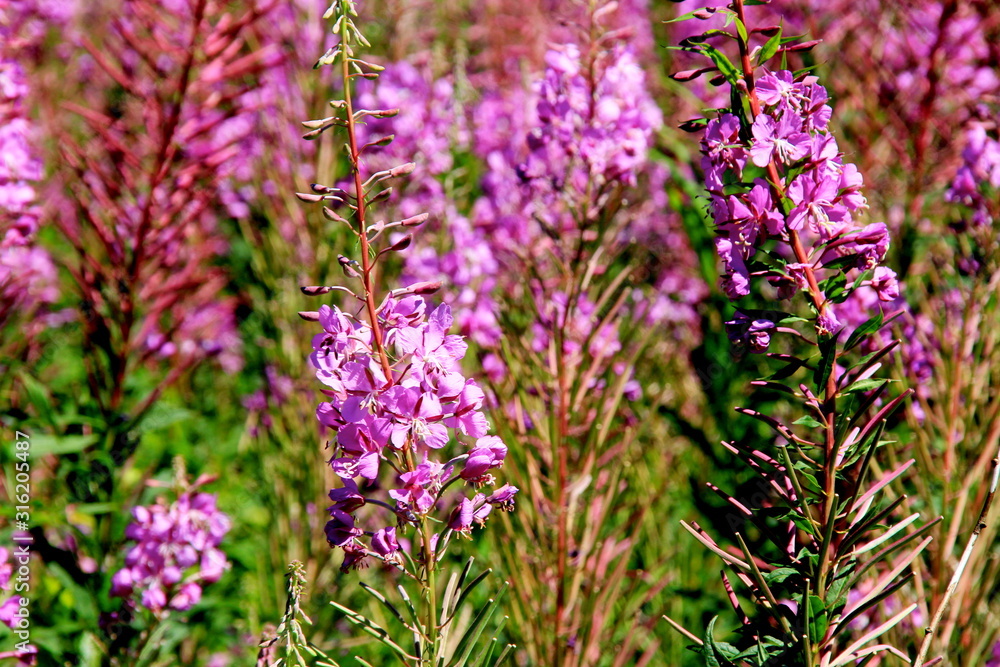 Obraz premium Blooming Willow herb on blue sky background, Ivan chaj tea 