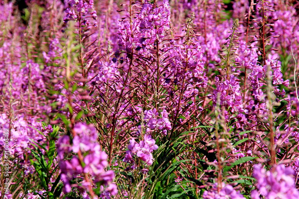 Obraz premium Blooming Willow herb on blue sky background, Ivan chaj tea