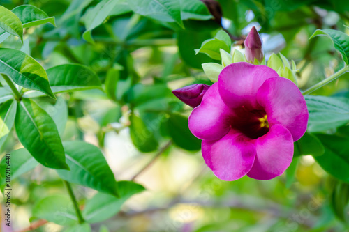 Allamanda blanchetii , Purple Allamanda. Scientific name is Allamanda blanchetii , Allamanda violacea Gardn. Blooming in the morning.