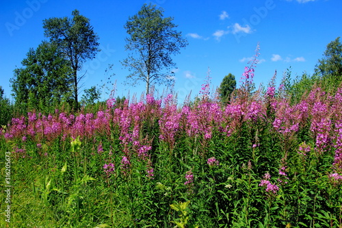 Blooming Willow herb on blue sky background, Ivan chaj tea 