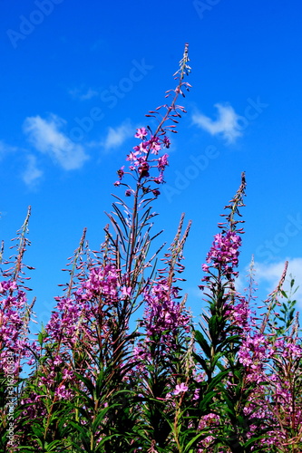 Blooming Willow herb on blue sky background, Ivan chaj tea  photo