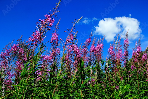 Blooming Willow herb on blue sky background, Ivan chaj tea  photo