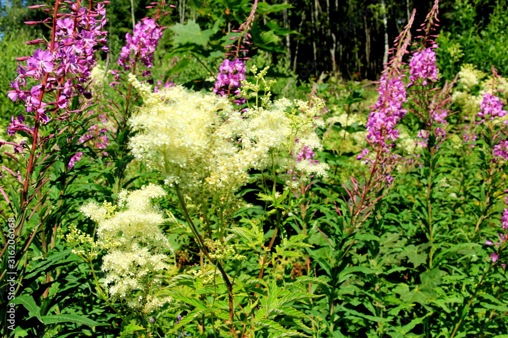 Obraz premium Filipendula ulmaria, meadowsweet flowers in a meadow 
