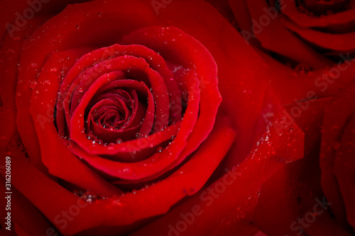 Red rose on a red background.valentine s Day.