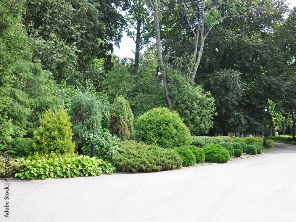 Landscaping composition of thuja and juniper along the sidewalk against a background of tall deciduous trees. Landscaping with evergreens 