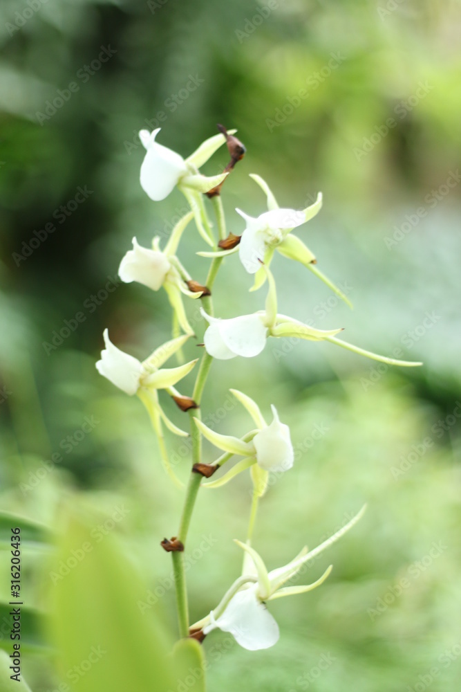 rare orchid flowers, close-up in a botanical garden rare orchid flowers, close-up in a botanical garden